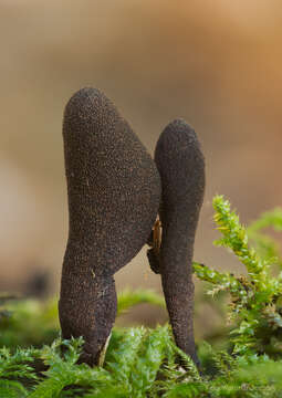 Image of dead man's fingers