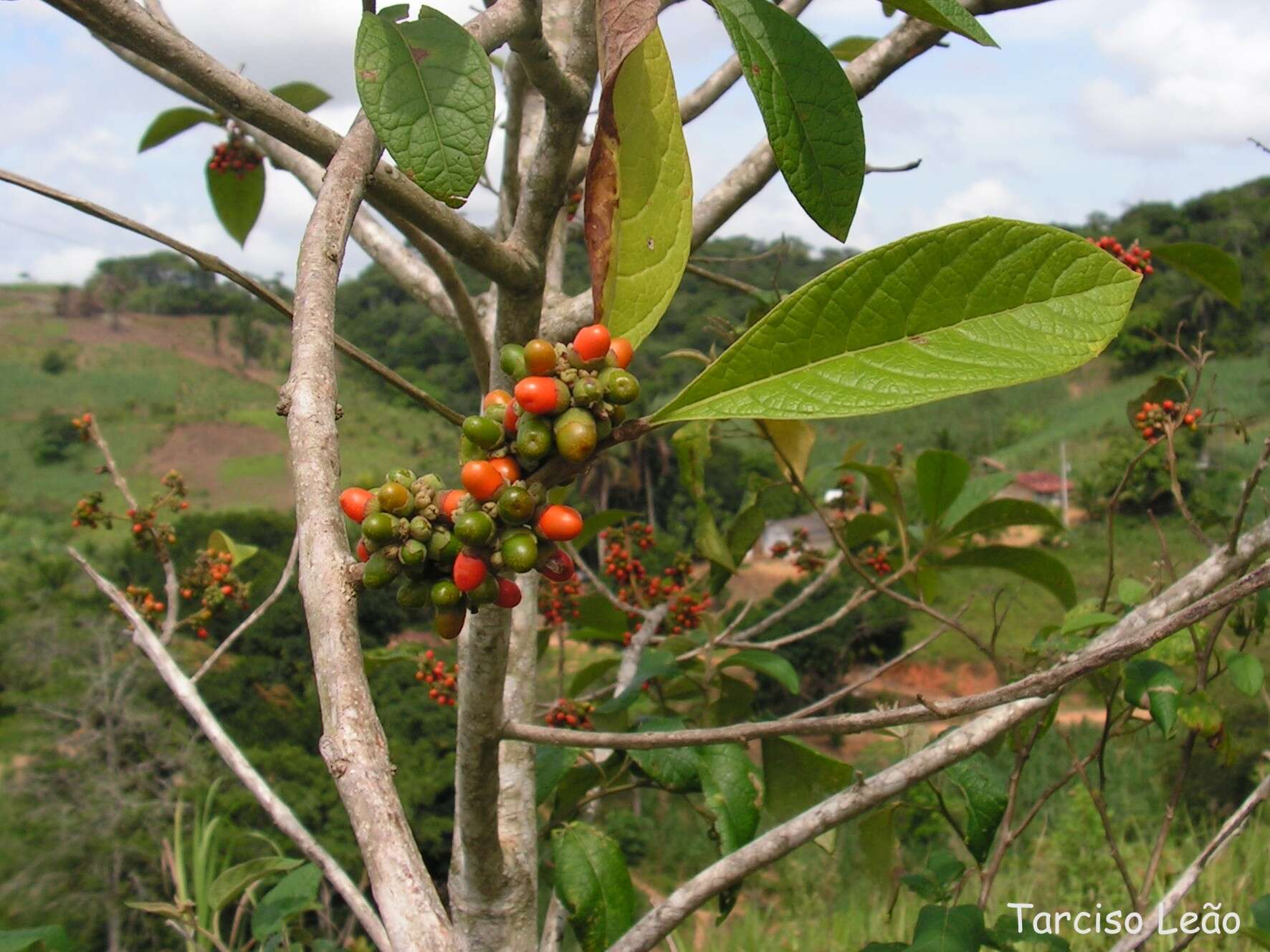 Imagem de Aegiphila pernambucensis Moldenke