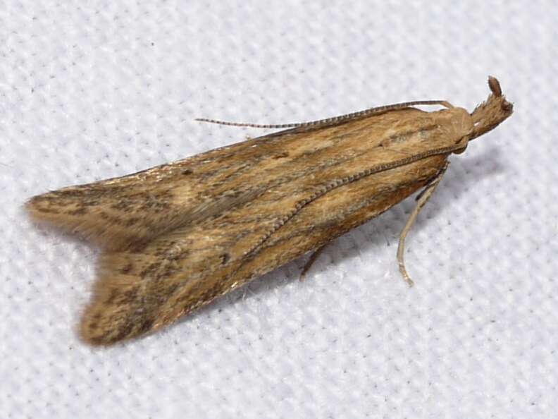 Image of Moth