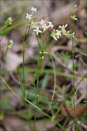 Plancia ëd Asperula