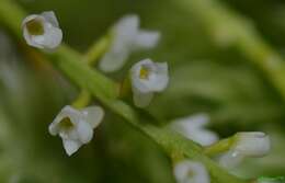 Imagem de Schoenorchis minutiflora (Ridl.) J. J. Sm.