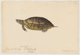 Sivun Trachemys Agassiz 1857 kuva