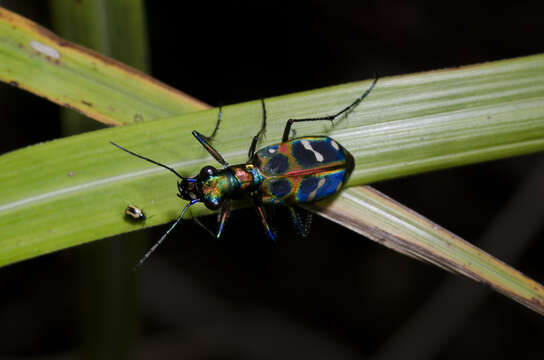 Image de Cicindela (Sophiodela) chinensis De Geer 1774