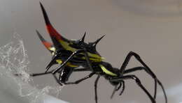 Image of Micrathena