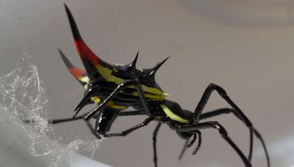 Image of Micrathena schreibersi (Perty 1833)