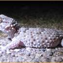 Image of Turner's thick-toed gecko