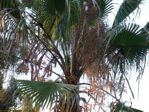 Image of fan palm