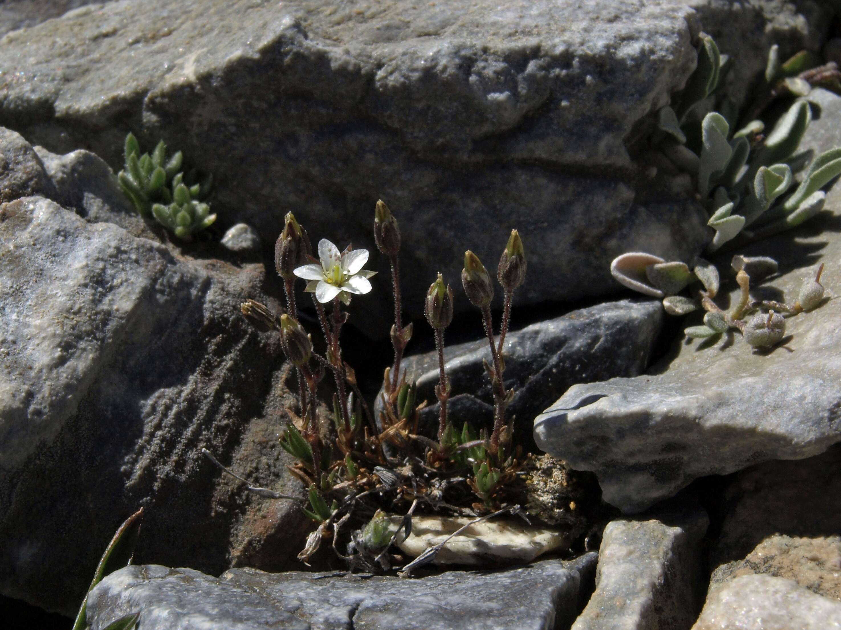 Plancia ëd Sabulina rubella (Wahlenb.) Dillenb. & Kadereit