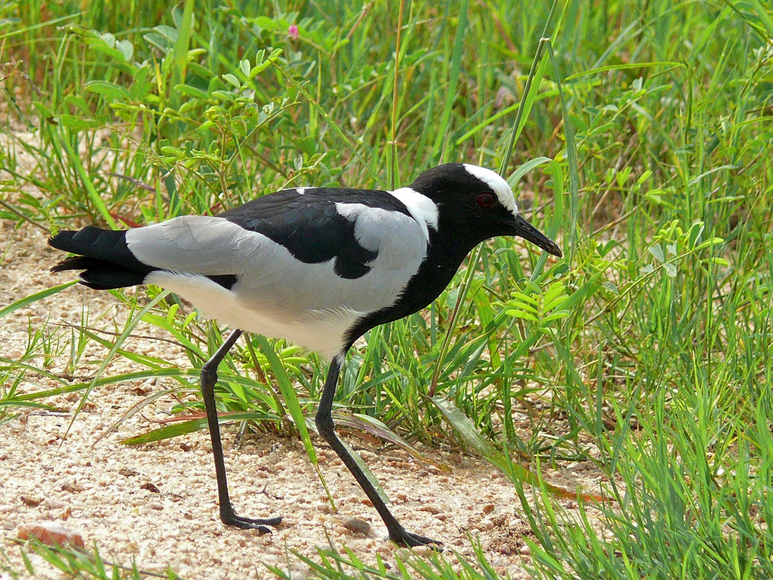 Image of Lapwing