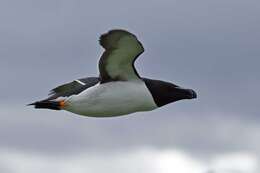 Image of Lesser auk