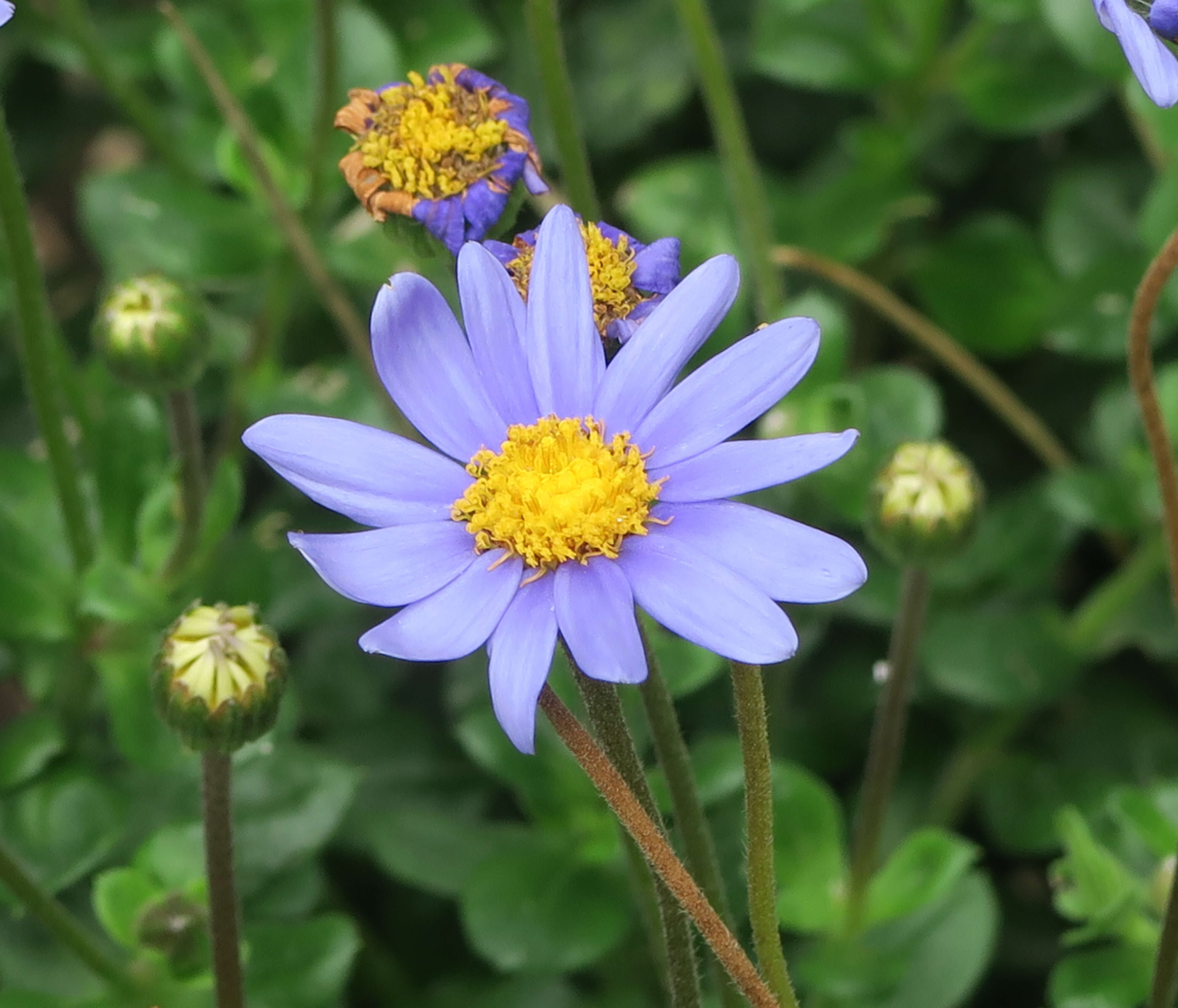 Image of blue daisy