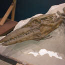 Image of Mosasaurid Reptile
