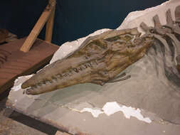 Image of Tylosaurus Leidy 1856