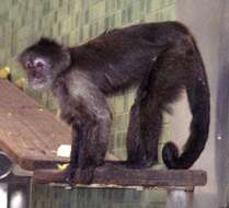Image of new world monkeys