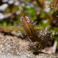 Image of Drosera arcturi Hook.