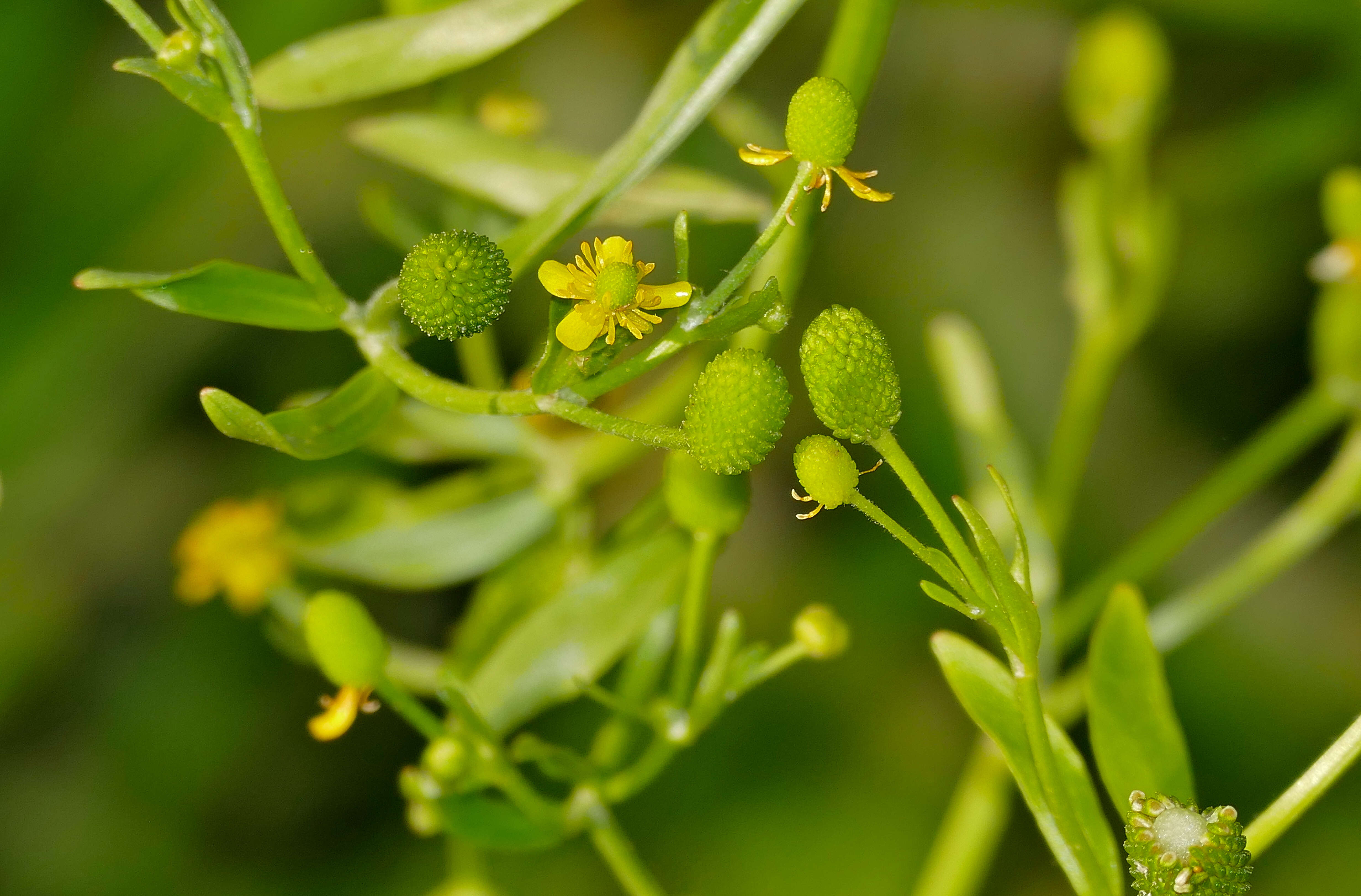 Image of cursed buttercup