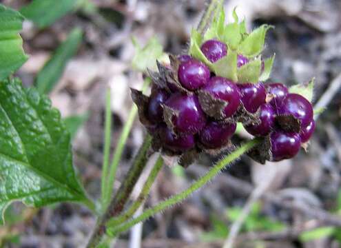 Image of Lantana lucida Schauer