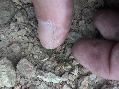 Image of snowbed draba