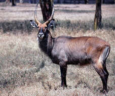 Image of Defassa Waterbuck