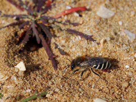 Imagem de Colletes Latreille 1802