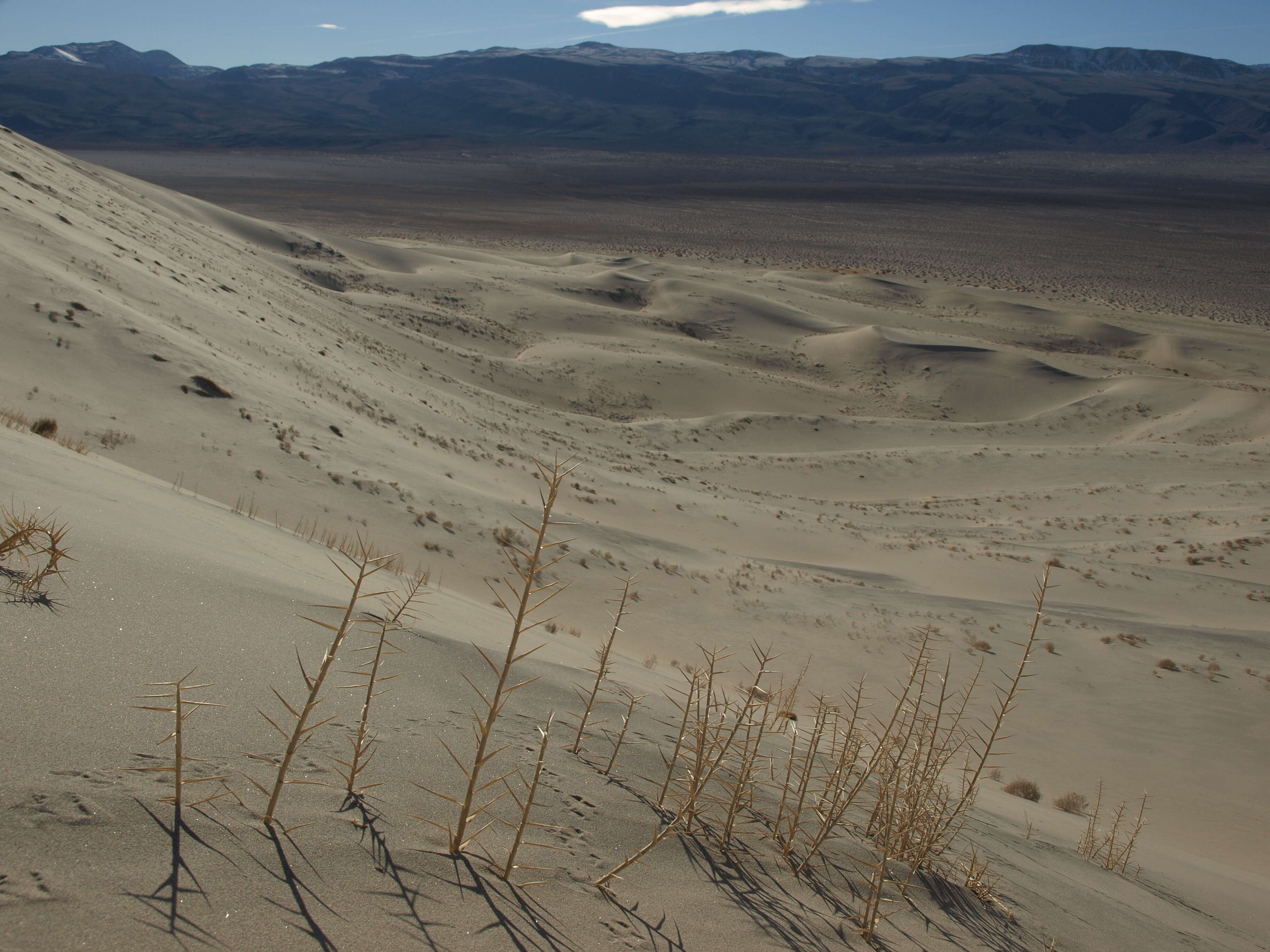 Image of dunegrass