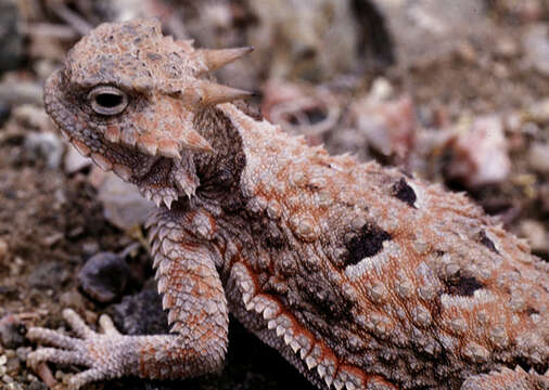 Image of Desert Horned Lizard