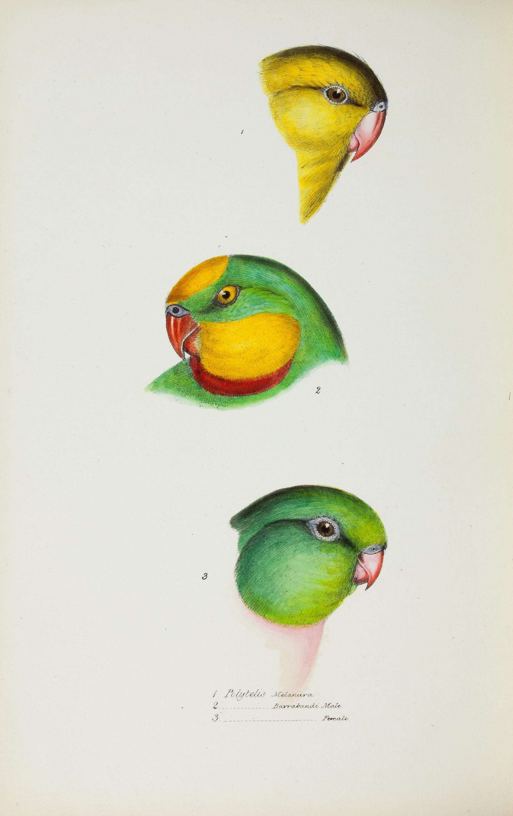 Image of Polytelis Wagler 1832