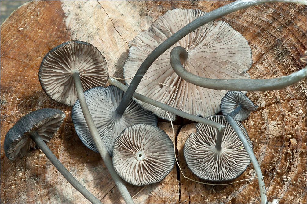 Image of Entoloma