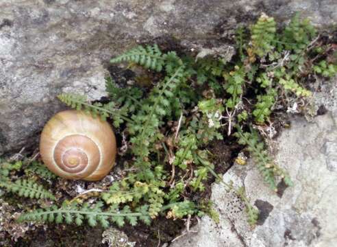 Image of Asplenium fontanum (L.) Bernh.