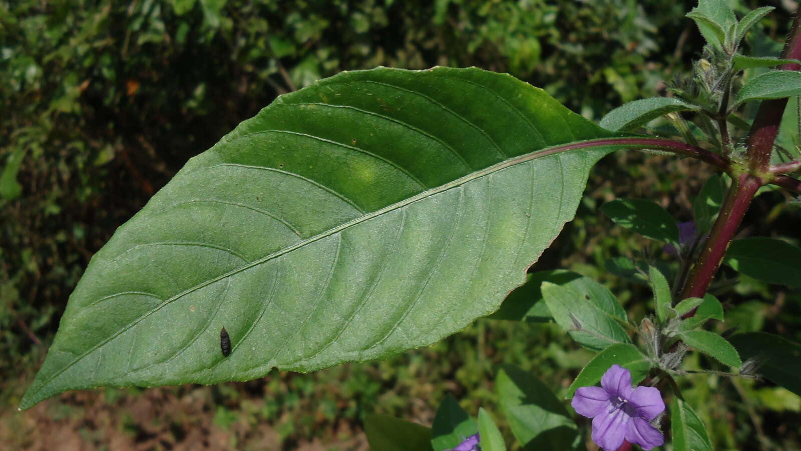 Image of Ruellia paniculata L.