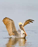 Image of pelicans