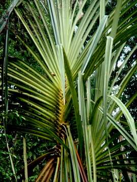 Image of Pandanus helicopus Kurz ex Miq.