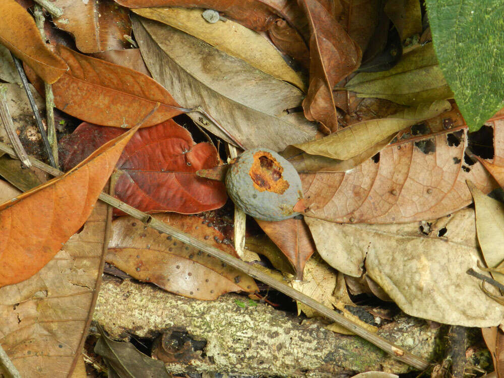 Слика од Symphonia globulifera L. fil.