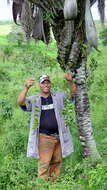 Image of Vanilla palmarum (Salzm. ex Lindl.) Lindl.