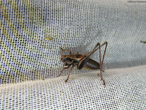 Image of dark bush-cricket