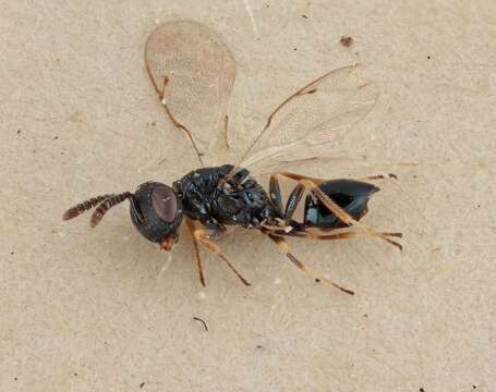 Image of Sphegigaster