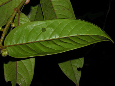 Image of Guatteria pudica N. Zamora & Maas