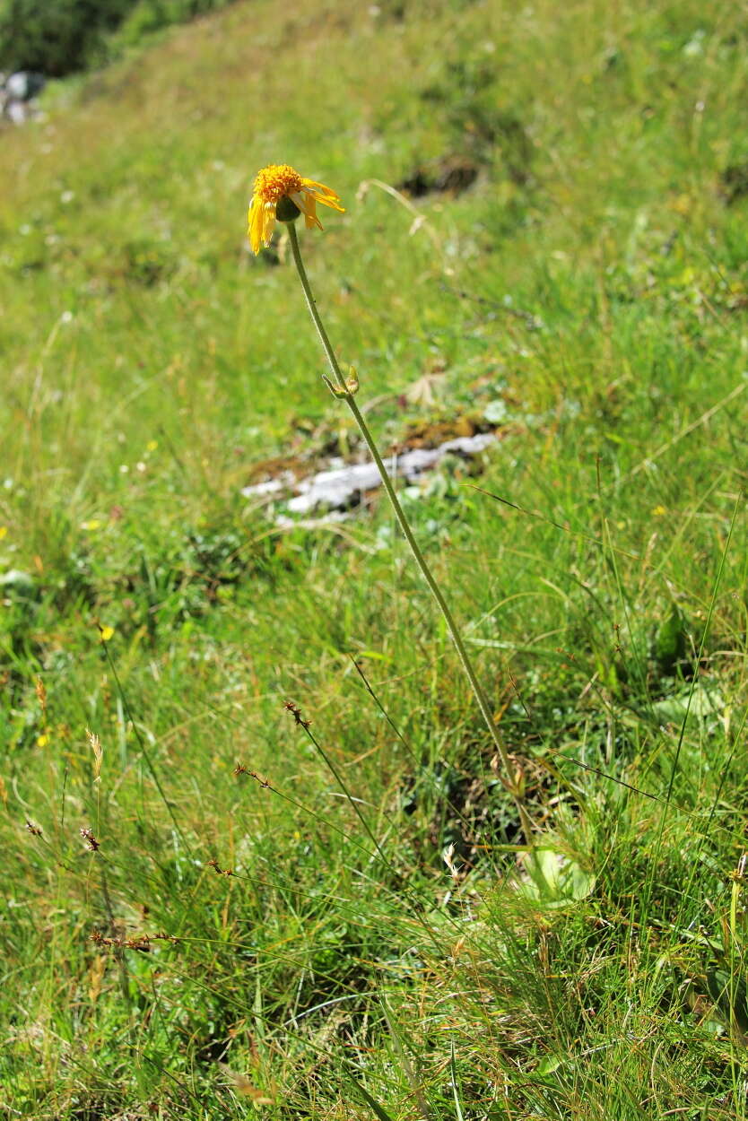 Image of arnica