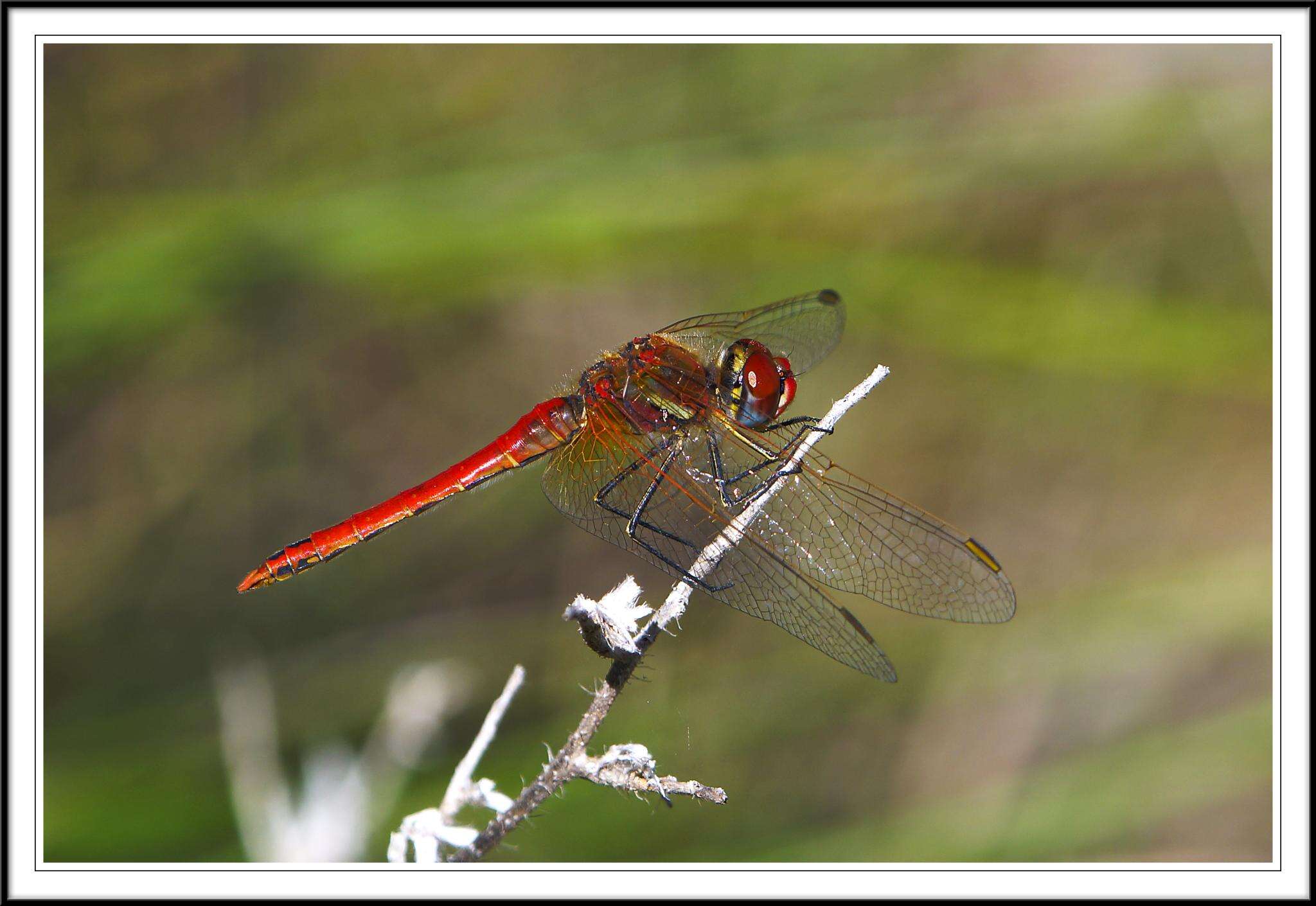 Image of Sympetrum Newman 1833