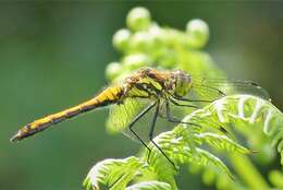 Image of Sympetrum Newman 1833