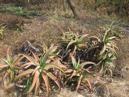 Image of Aloe ribauensis T. A. McCoy, Rulkens & O. J. Baptista