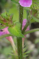 Image of hempnettle