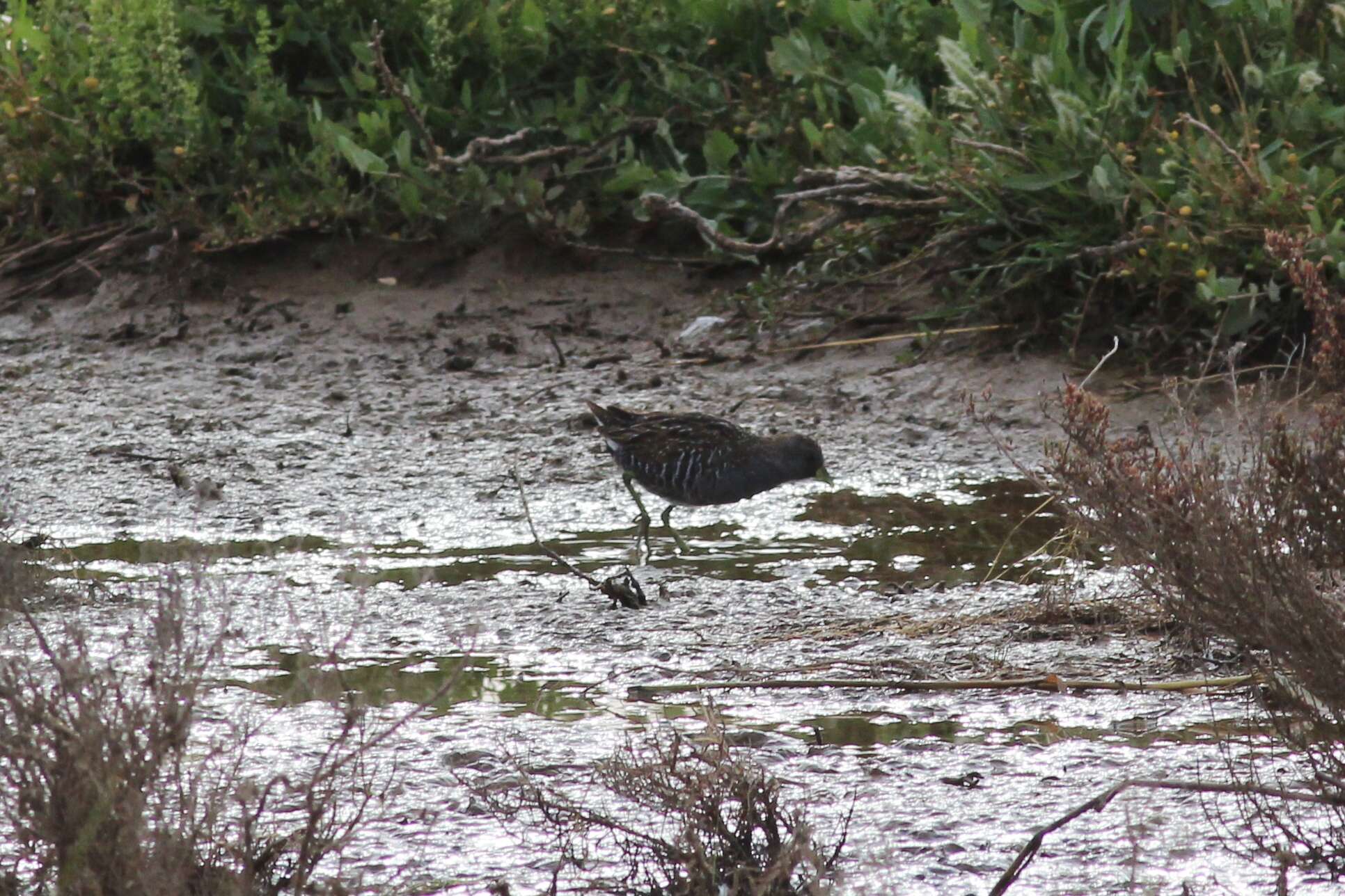 Image of Australian Crake