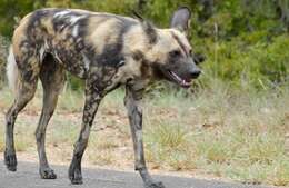 Imagem de Cão-caçador-africano