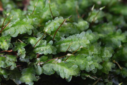 Image of Achrophyllum dentatum Vitt & Crosby 1972