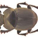 Слика од Onthophagus (Phanaeomorphus) hingstoni Arrow 1931