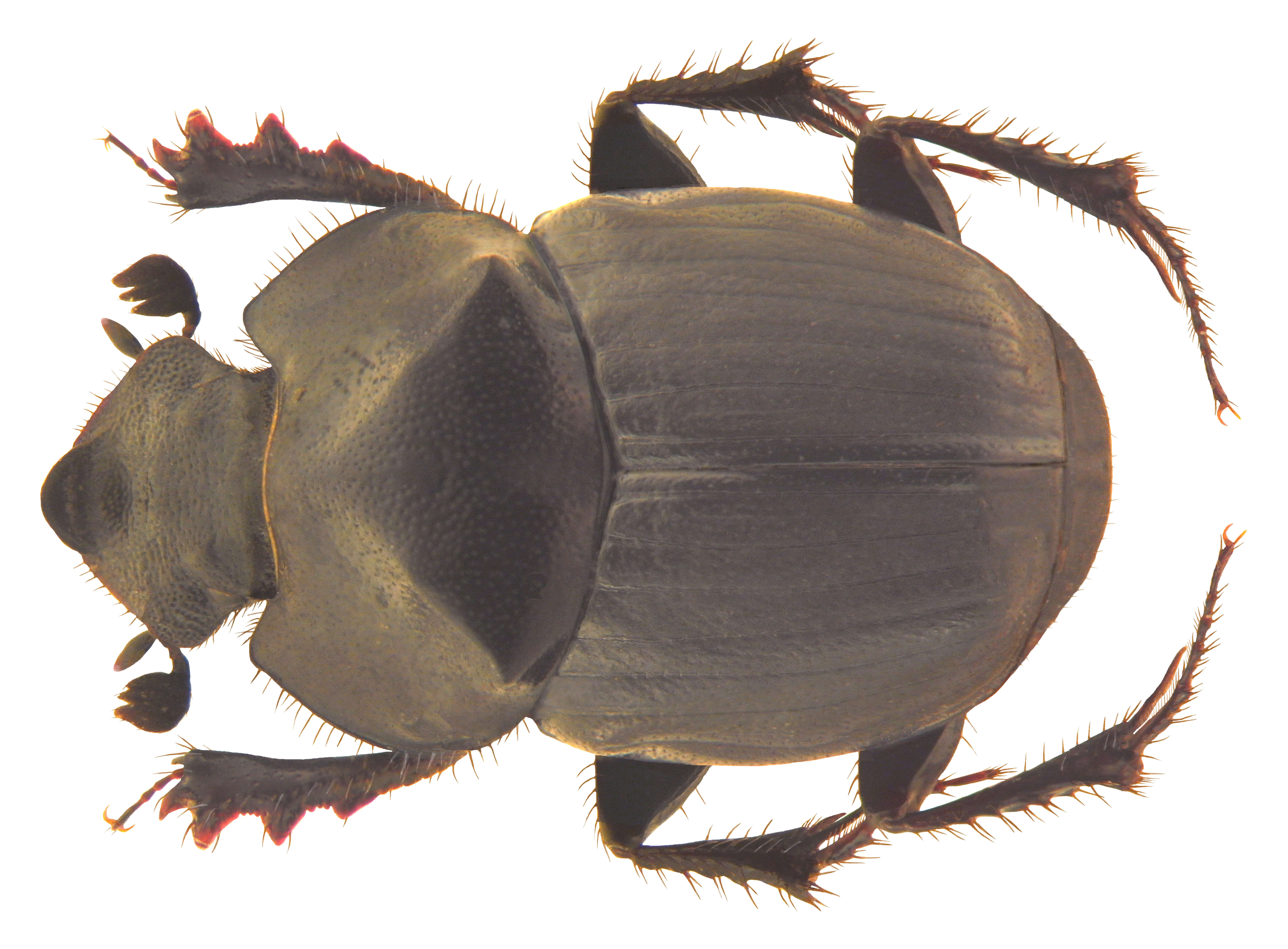 Image of Onthophagus (Phanaeomorphus) hingstoni Arrow 1931