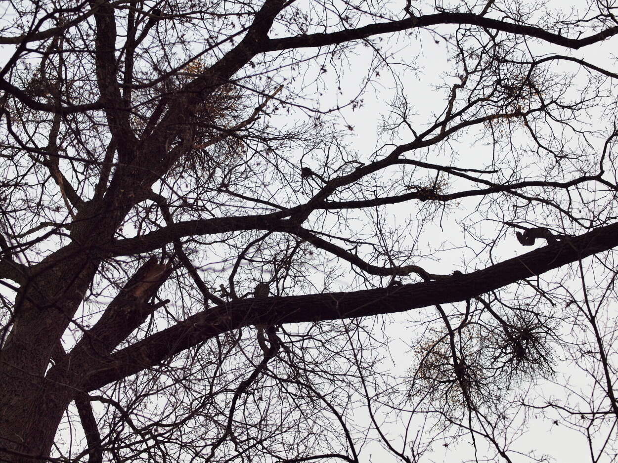 Image of mulberry mistletoe