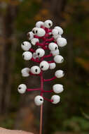 Image of Baneberry