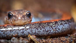 Plethodon cinereus (Green 1818) resmi